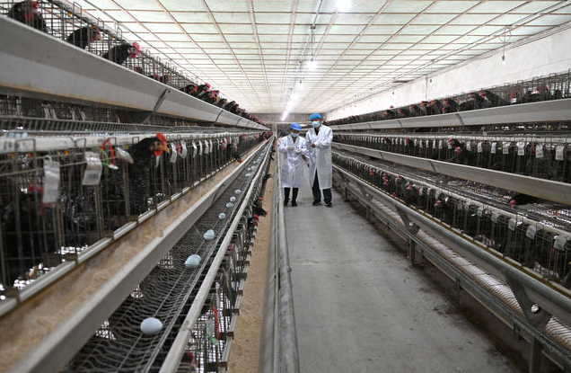 从濒危到亿元：一只绿壳蛋鸡的振兴之路