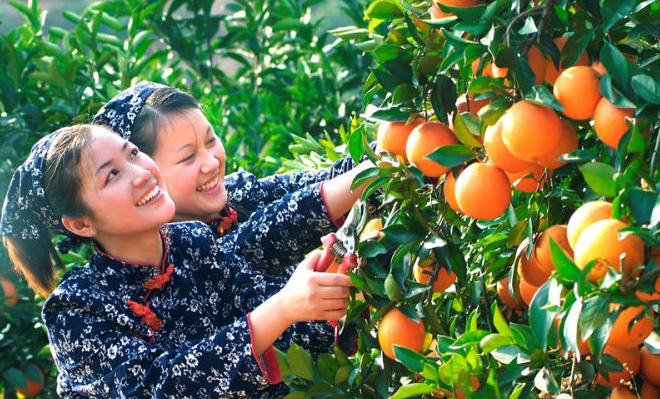 一颗橙“链”动一座城