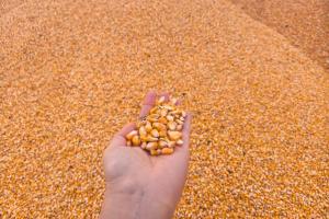 财经深一度丨政策性金融活水如何保障秋粮收购？