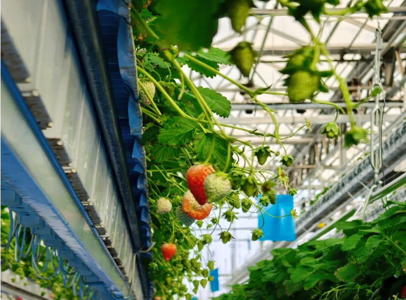 农业互观互学走进阜康 科技赋能助增收​