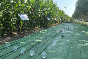 稳定畜牧业生产工作推进会在安徽召开