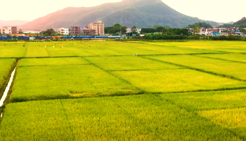 农业农村部办公厅关于印发互联网经营农药专项治理行动方案的通知